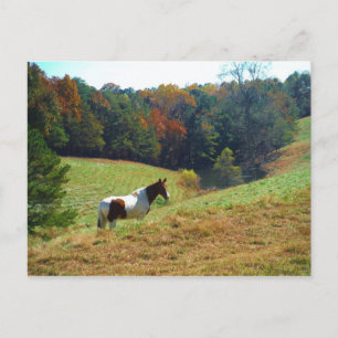 White & Brown horse, Autumn pond Postcard
