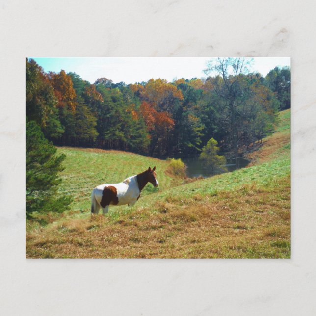 White & Brown horse, Autumn pond Postcard (Front)