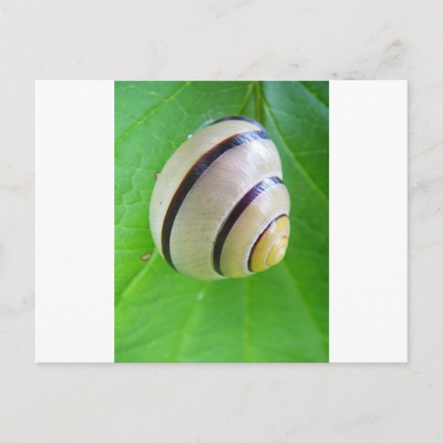 White-brown snail greeting card (Front)