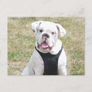 White buldog postcard