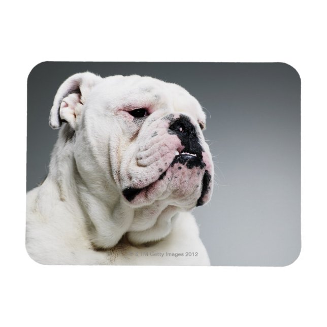 White Bull dog Magnet (Horizontal)