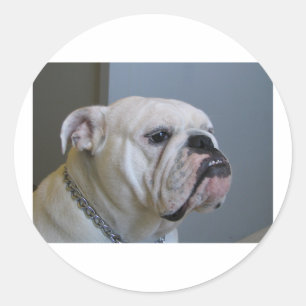 white Bulldog.png Classic Round Sticker