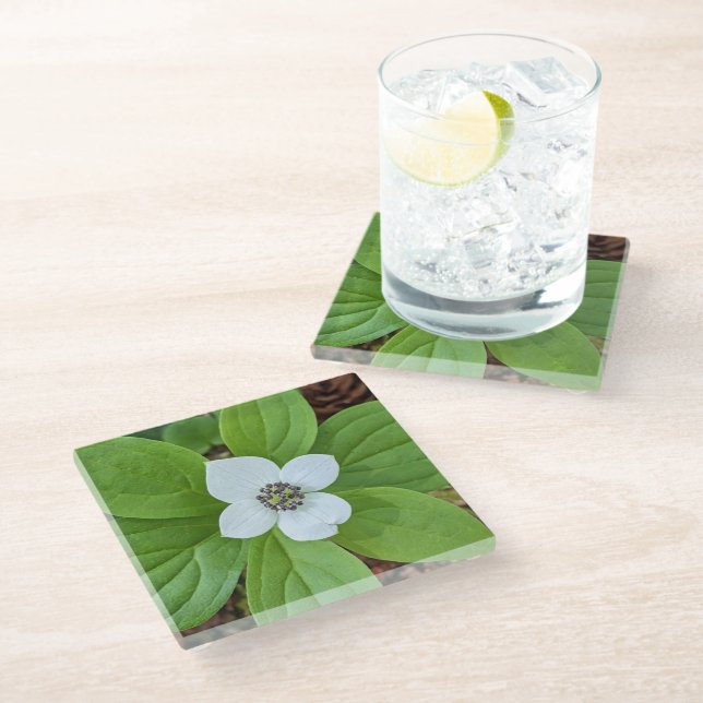 White Bunchberry Dogwood Bloom Floral Glass Coaster (Angled)