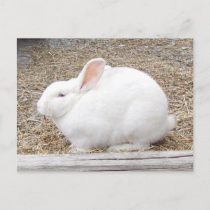 White Bunny Rabbit Postcard