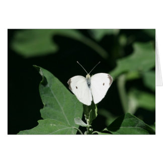 White butterfly