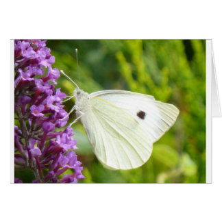 White Butterfly 1
