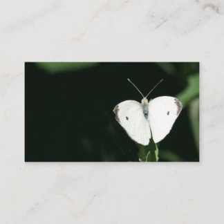 white butterfly business card
