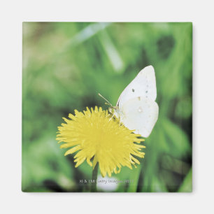 White butterfly feeding on a dandelion magnet