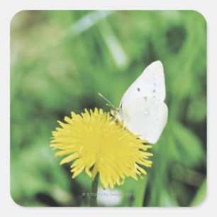 White butterfly feeding on a dandelion square sticker
