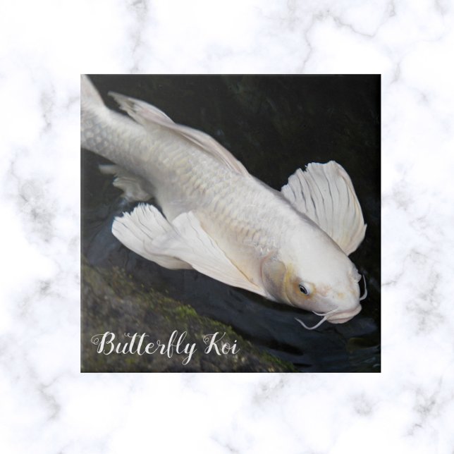 White Butterfly Koi Photo Tile (In Situ)