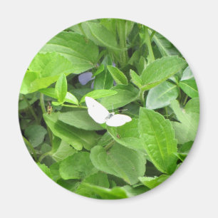White Butterfly Magnet