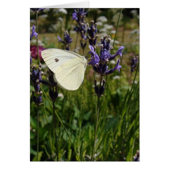 White butterfly on lavender blossoms card