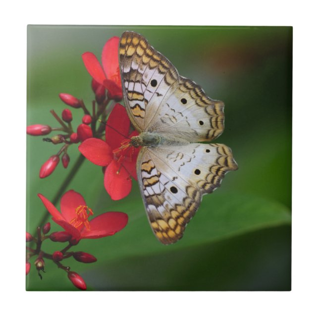 White Butterfly on Red Flowers Tile (Front)