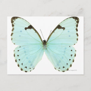 White butterfly postcard