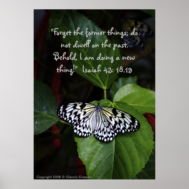 White Butterfly Poster (Front)