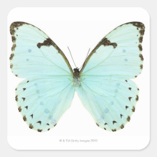 White butterfly square sticker