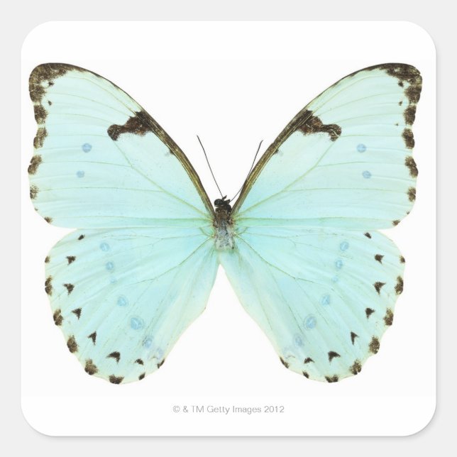 White butterfly square sticker (Front)