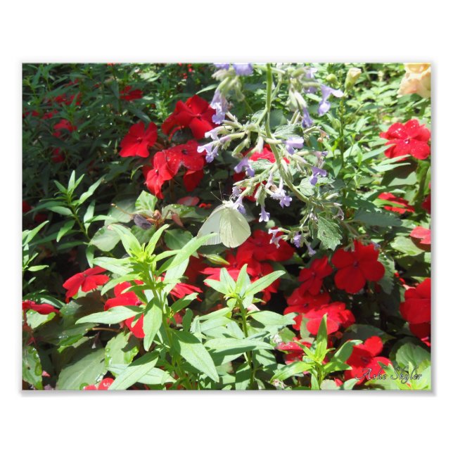 White Cabbage Butterfly Photo Print (Front)