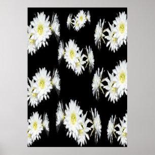 White Cactus Flowers On Black, Poster
