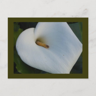 White Cala Lily Postcard