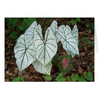 White Caladium