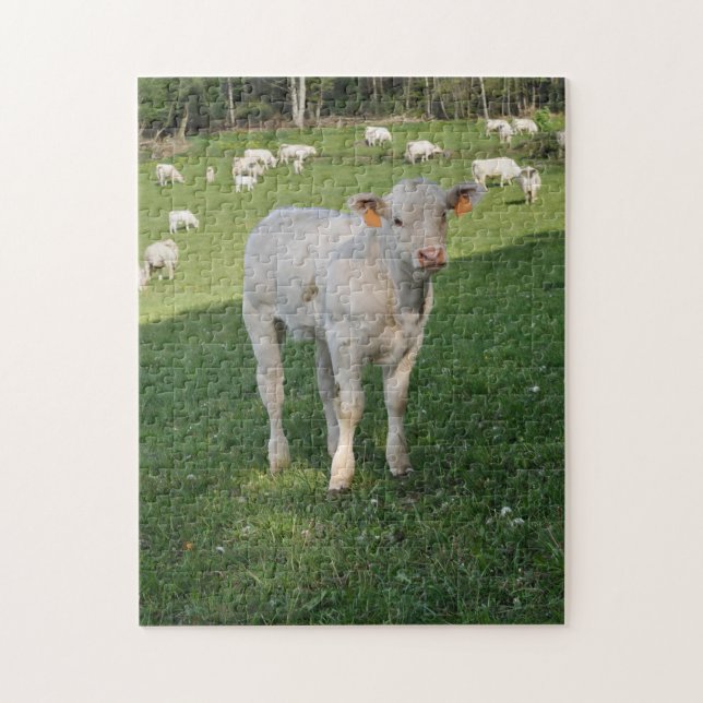 White calf in a field jigsaw puzzle (Vertical)