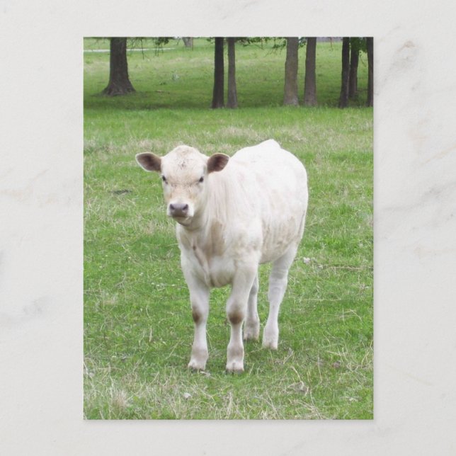 White Calf Post Card (Front)