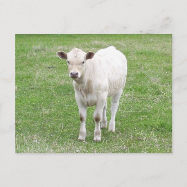 White Calf Postcard (Front)