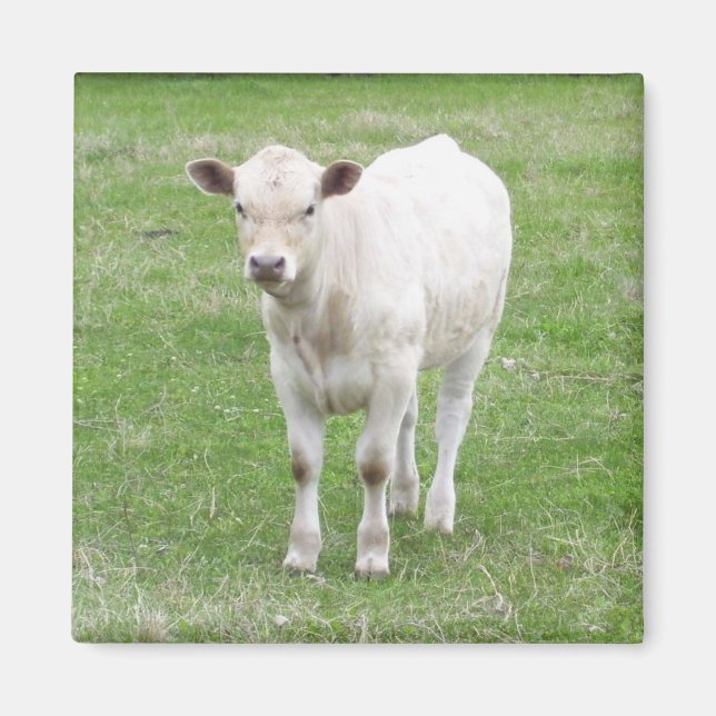White Calf Square Magnet (Front)