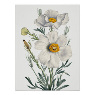White California Tree Poppy Flowers Botanical Poster
