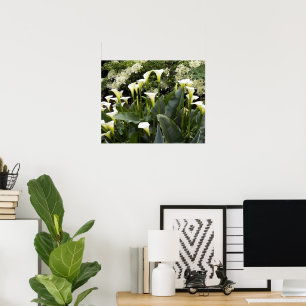 White Calla Lilies Floral Photographic Poster