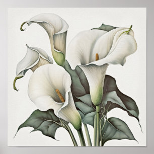 White Calla Lilies Lily Flower Art Print Poster