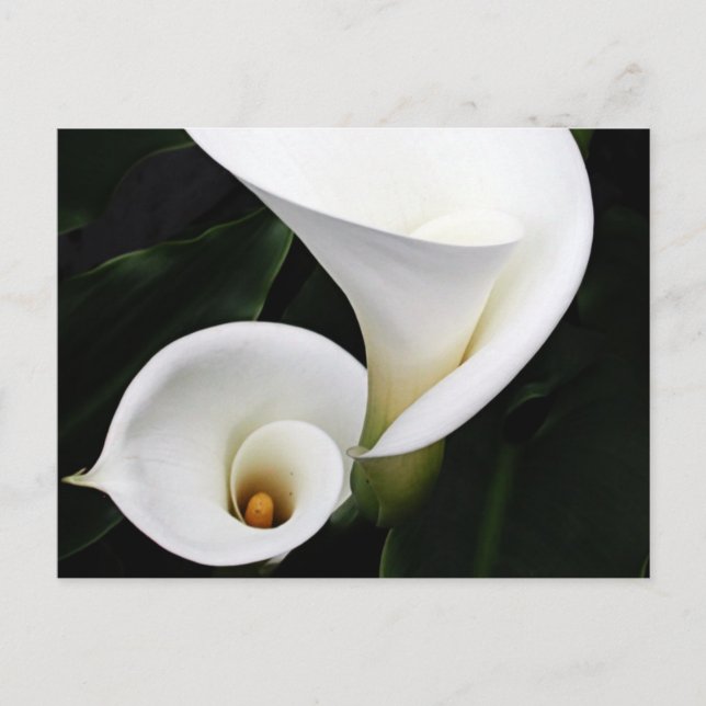 White calla Lillies Postcard (Front)