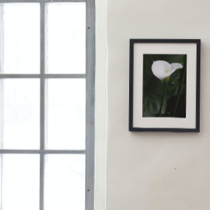 White Calla Lily and Dark Leaves Floral Photo Print