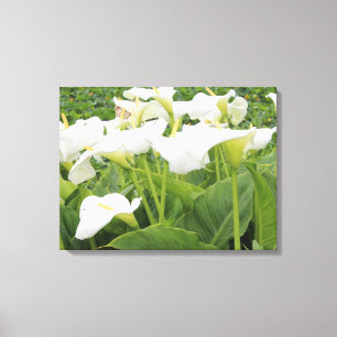 White Calla Lily Canvas Print