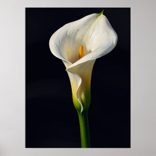 White Calla Lily Fine Art Oil Painting Print, Dark Poster