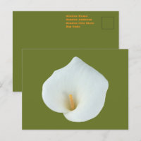 White Calla Lily Flower Backyard Garden Photo