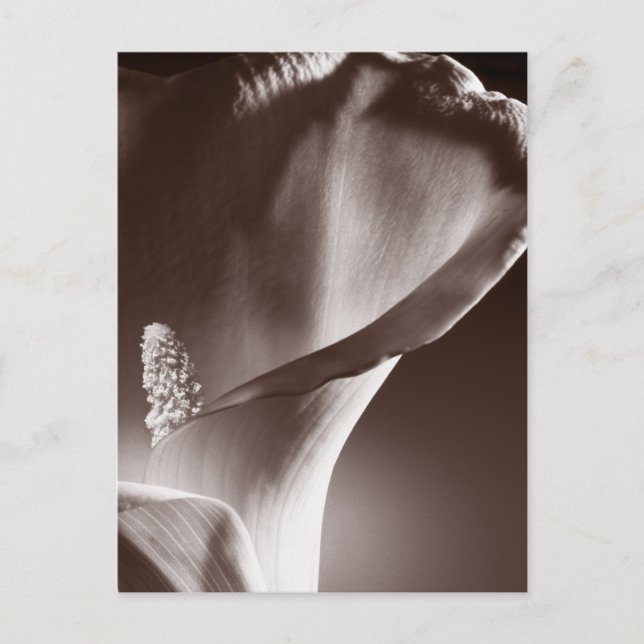 White Calla Lily Flower Black Background Postcard (Front)