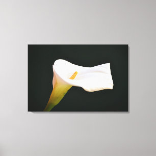 White Calla Lily Flower Dramatic Photographic Art Canvas Print