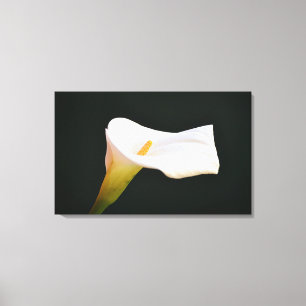 White Calla Lily Flower Dramatic Photographic Art Canvas Print
