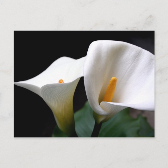 White Calla Lily Flower Postcard (Front)