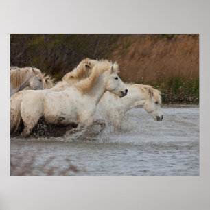 White Camargue Horses Running in Water Poster