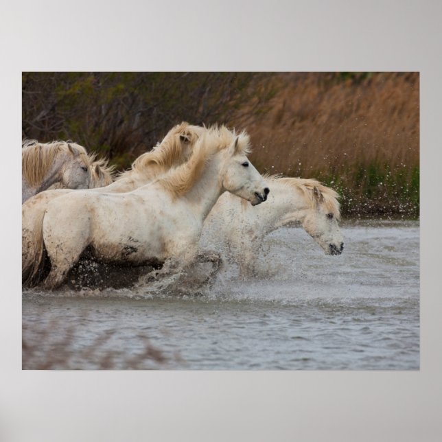White Camargue Horses Running in Water Poster (Front)