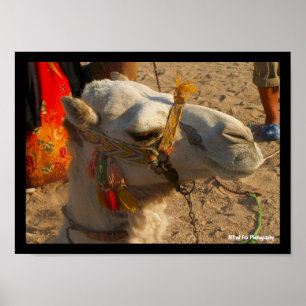 White Camel in Desert Poster