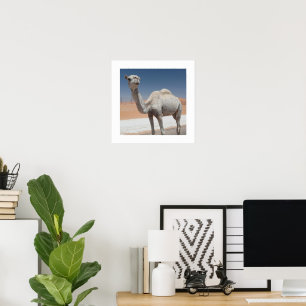 White Camel in the Desert Under a Clear Blue Sky Poster