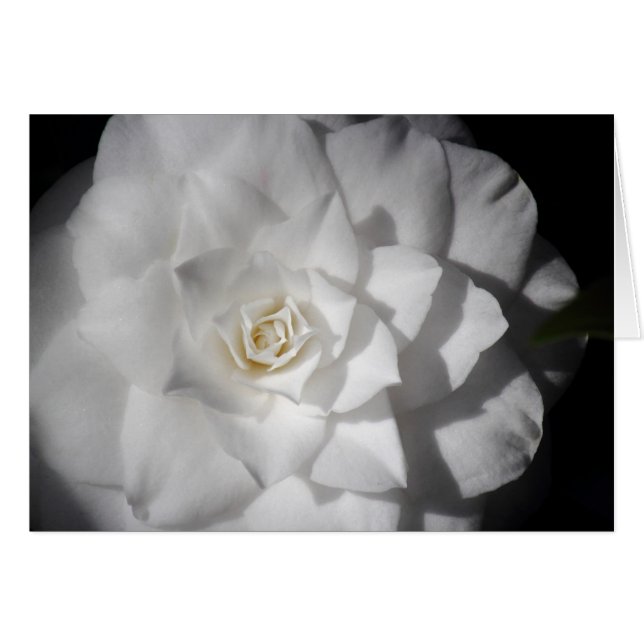 White Camelia (Front Horizontal)