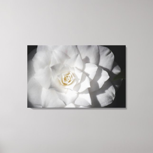 White Camelia Canvas Print (Front)