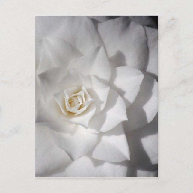 White Camelia Postcard (Front)