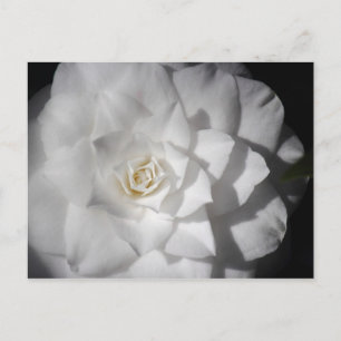White Camelia Postcard