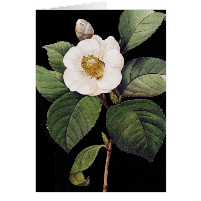 White Camellia (Front)